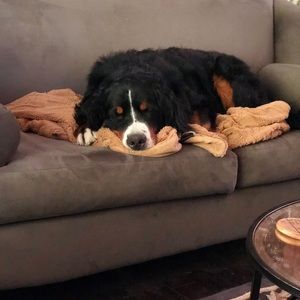 Meet your Posher, Tracey